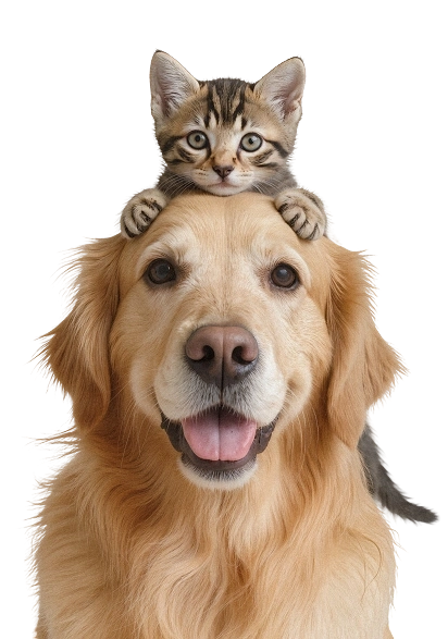 Vous recherchez une solution de garde ou un accompagnement pour votre chien ?