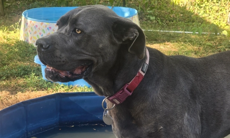 Préparer son chien avant un séjour en pension canine familiale