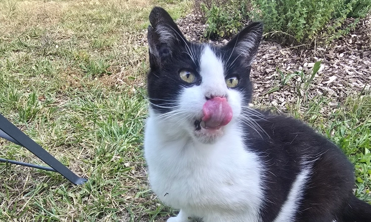 Garde d’animaux pendant les vacances : quelle solution choisir ?