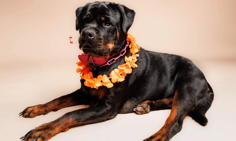 La muselière : un apprentissage utile pour TOUS les chiens