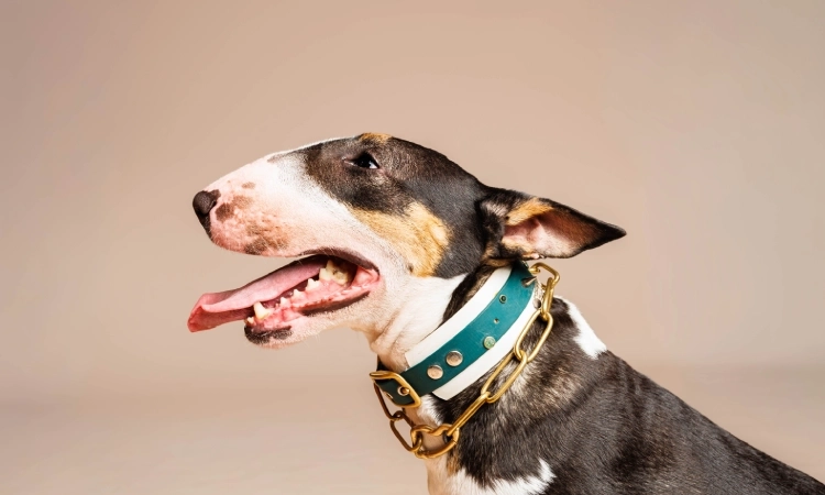 Comment bien choisir son chien selon son mode de vie