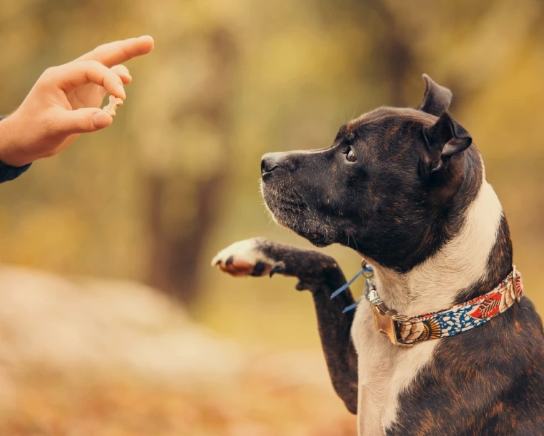 Éducation du chiot : bien démarrer dans la vie