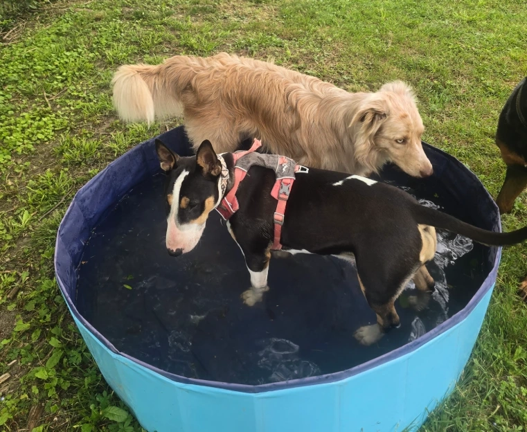 Éducation et rééducation du chien adulte