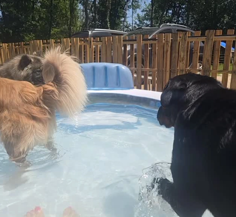 Une pension familiale où les chiens ne dorment pas en box