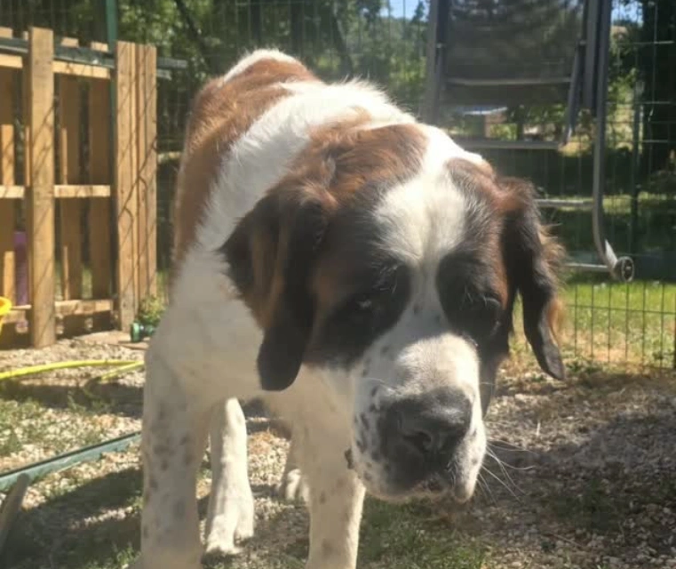 La garderie canine à la journée