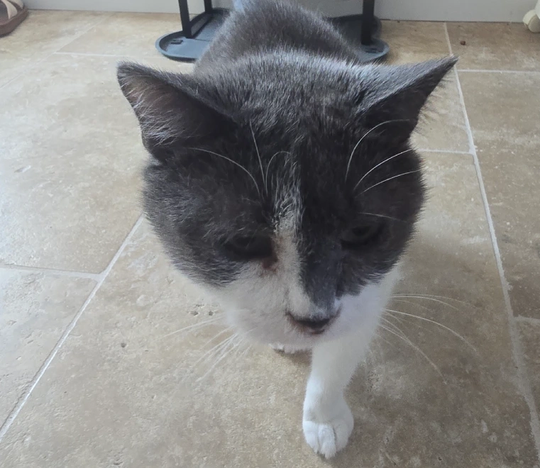 Garde de chats à domicile