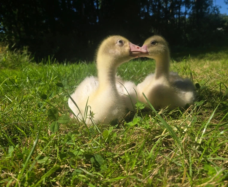 NAC et animaux de ferme : lapins, chèvres et poules